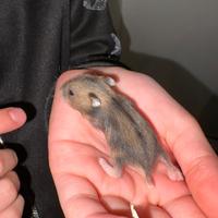 Criceto phodopus Cuccioli disponibili