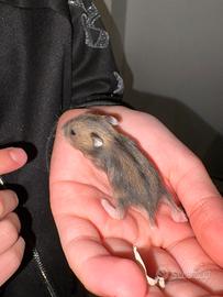 Criceto phodopus Cuccioli disponibili