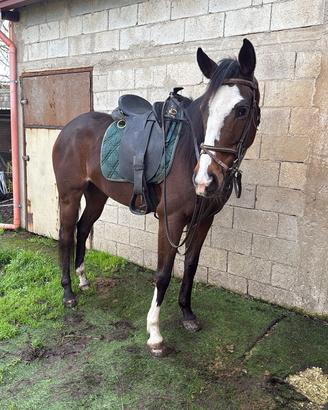 Cavallo Psi 7 anni