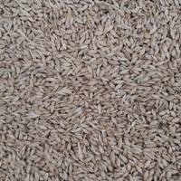 Orzo per alimentazione animale o semina