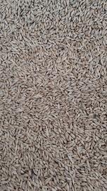 Orzo per alimentazione animale o semina