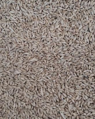 Orzo per alimentazione animale o semina