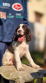 Springer spaniel