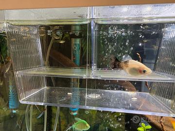 Acquario