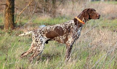 Kurzhaar pronta caccia