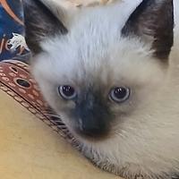 Gattino siamese