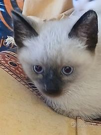 Gattino siamese