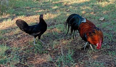 Galli e galline nane