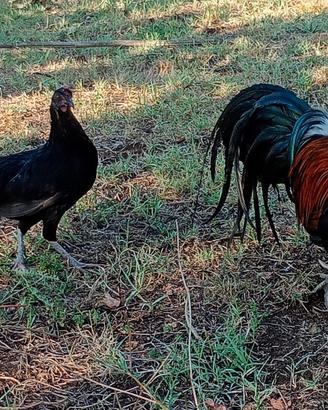 Galli e galline nane