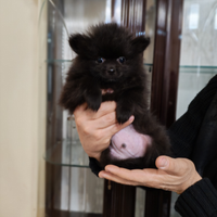 Spitz di Pomerania taglia nana maschietti