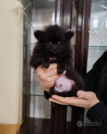 Spitz di Pomerania taglia nana maschietti