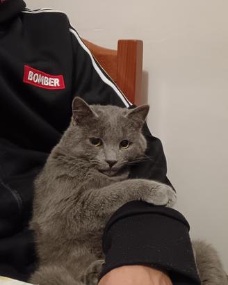 2 gatti maschi