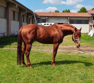 Quarter Horse