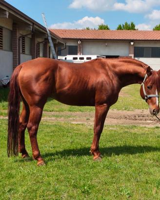 Quarter Horse