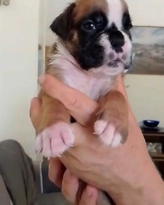 Cuccioli di BOXER