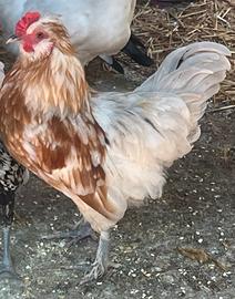 Coppia galline ornamentali