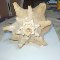 Grande conchiglia marina decorativa