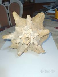 Grande conchiglia marina decorativa