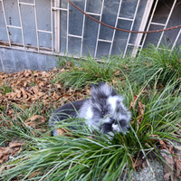 Conigli nani testa di leone