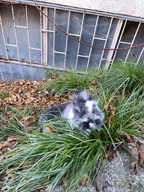 Conigli nani testa di leone