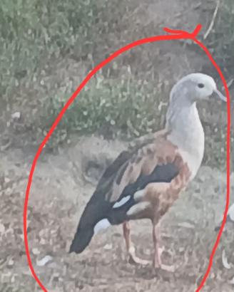 Femmina di oca del orinoco