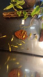 Guppy show full gold