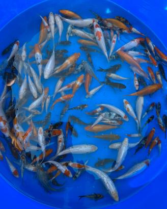 Carpe koi avannotti