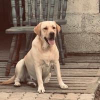 Cucciolo di Labrador con Pedigree