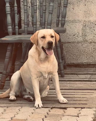 Cucciolo di Labrador con Pedigree