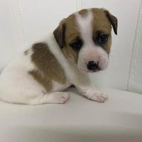 Cuccioli di jack Russell con Pedigree