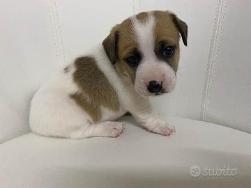 Cuccioli di jack Russell con Pedigree