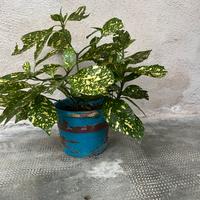 Piantini Aicuba Japonica