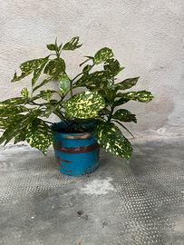 Piantini Aicuba Japonica