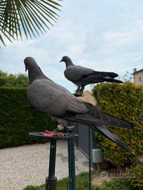 Piccioni