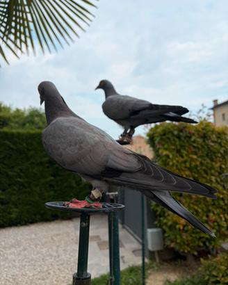 Piccioni