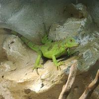 Iguana verde docile