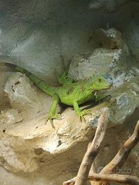 Iguana verde docile