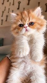 Splendida gattina