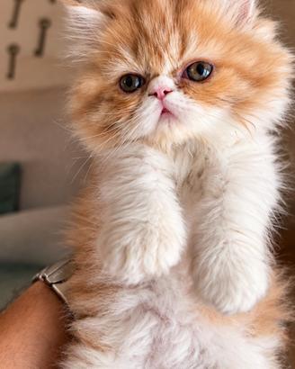 Splendida gattina