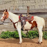 Cavalla Incrocio Paint