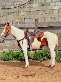 Cavalla Incrocio Paint