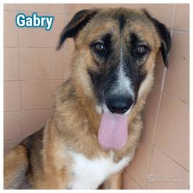 GABRY 2 anni in adozione - canile di Latina