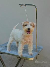 Jack russell