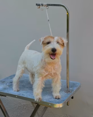 Jack russell