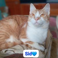 Gattini dai sei mesj ,maschi e femmine in adozione