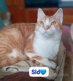 Gattini dai sei mesj ,maschi e femmine in adozione