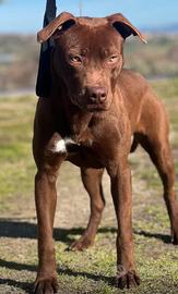 American pitbull terrier ukc