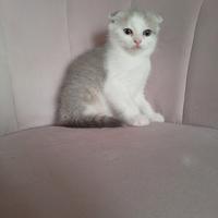 Scottish fold