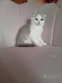 Scottish fold