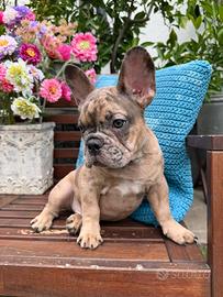 Cuccioli disponibili Bouldogue francesi